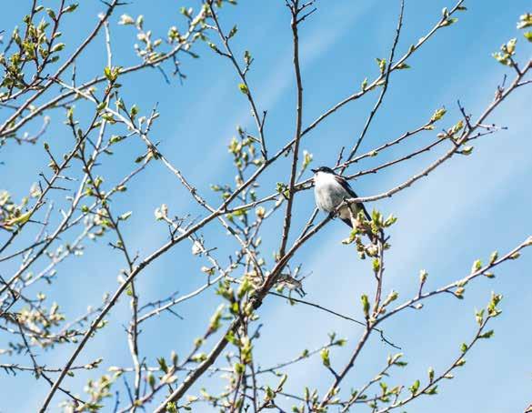 Avisan trångsund-skogås församlingsblad