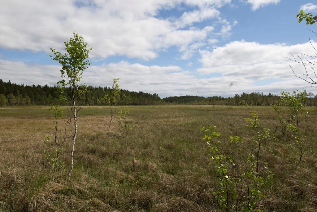 Myrområden är vanligt