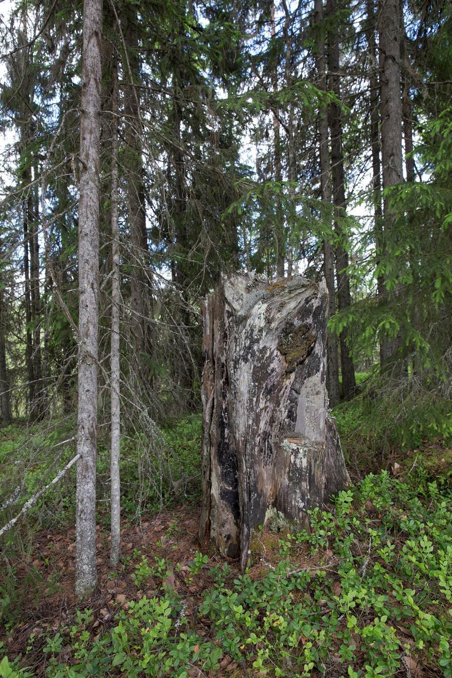 Enstaka spår efter äldre skog påträffas i utredningsområdet här en kraftig tallstubbe förmodligen