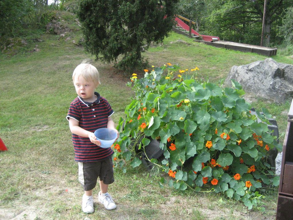 Där satte vi sedan ringblommor och krasse. När vi kom tillbaka efter sommarledigheten slingrade sig krassen över däckets kant.