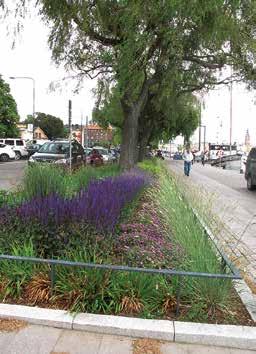 Perenner i växtbädd med kolmakadam vid plantering och efter två växtsäsonger Pilgatan.