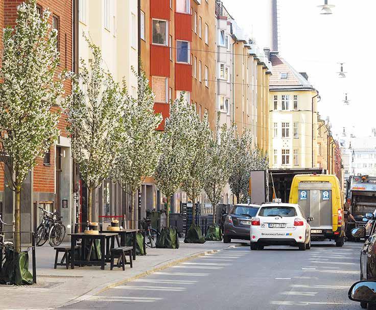 VÄXTBÄDDAR I STADSMILJÖ Japanskt körsbär (Prunus Umineko ) i växtbädd med skelettjord Kocksgatan. Metasequoia (Metasequoia glyptostroboides) i växtbädd med skelettjord Grindsgatan.