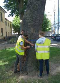 Planering och utvärdering inför åtgärder Vid arbeten på en plats med befintliga träd ska en bedömning av trädens värde och kondition utföras, redan tidigt i planeringsskedet, för att fastställa om