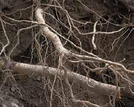 Utanför 3 m radie från stammen kan rötter som är 30-50 mm tjocka kapas med sekatör/grensax. Rötter tjockare än 50 mm kan, i undantagsfall, kapas med såg. Bef.