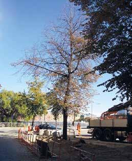 En renovering bidrar till att trädets livslängd förlängs och kan bestå av: anläggning av luftig växtbädd för träd med dålig tillväxt på grund av kompakterad mark ökning av rotutrymmet för träd med