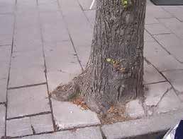 Träden kan utveckla grova rötter, så kallade pipelines, vilka står för huvuddelen av trädets försörjning av