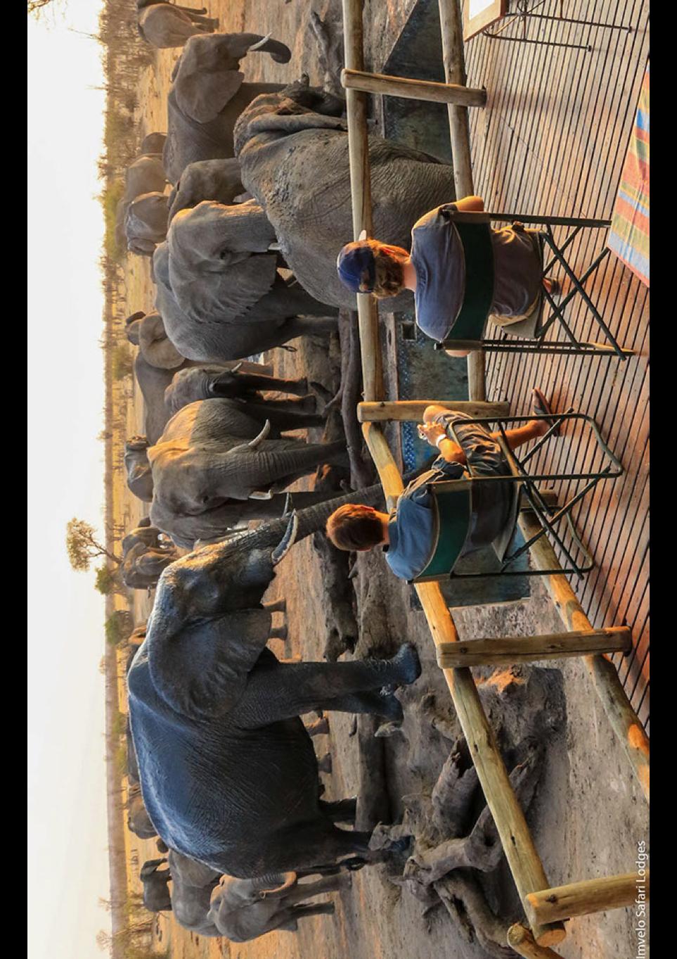 På eftermiddagen beger vi oss ut på safari här i Hwange National Park. Parken är ca 14 500 kvadratkilometer stor och en av Afrikas största. Här finns mer än hundra olika sorters däggdjur.