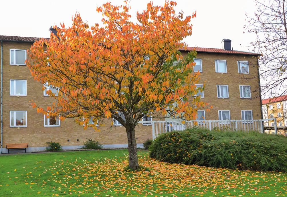 höst! Enligt kalendern är september vår första höstmånad.