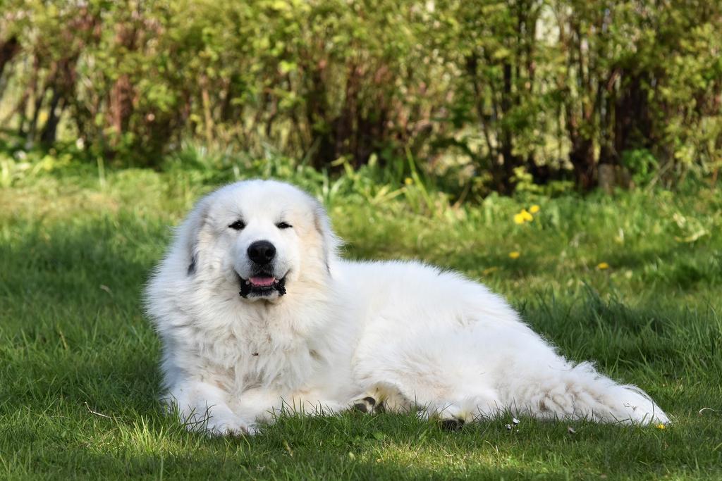 Hund och Yoga Svedala och Trelleborg Vad: Träffa den sociala tjänstehunden Hicko och lär dig om hur hundar kanske kan hjälpa människor må bra.