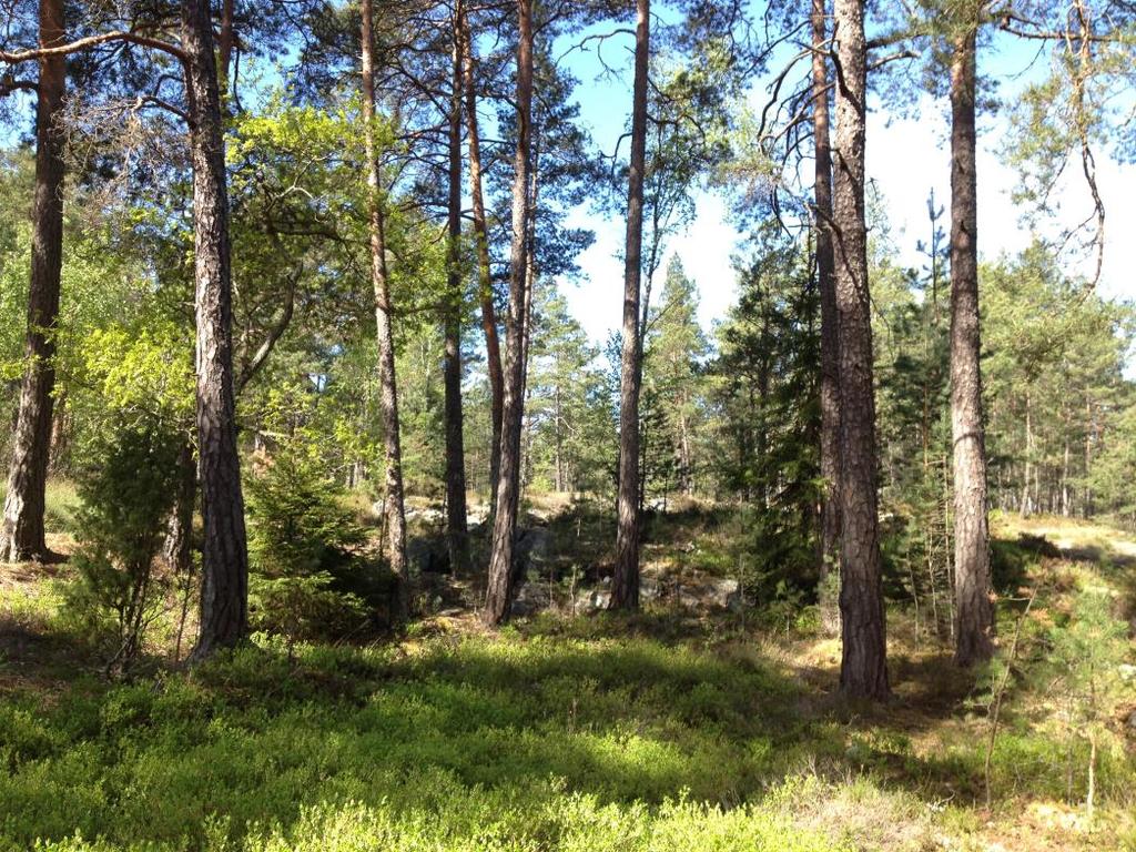 Området består av olikåldrig barrblandskog med tall och gran samt partier med hällmarkstallskog.