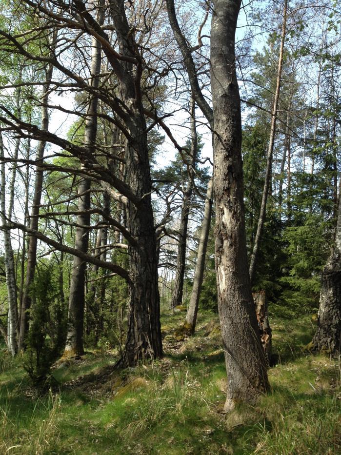 Området utgörs av en liten bergknalle med tall, björk, sälg och asp. Några grova tallar, cirka 60-70 centimeter i diameter, och några grova aspar, cirka 50-60 centimeter i diameter växer i området.