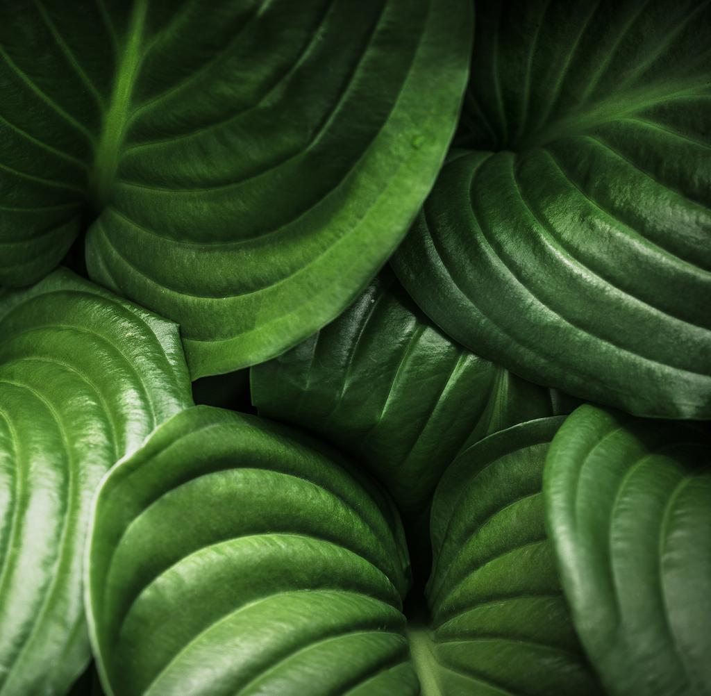 Fly Green Fund 2016, hållbarhetsrapport 455,8 Mt 8 588 049 kr 1 213 230 kg koldioxid 1 576 917 kr projekt för lokal produktion 10 164 966 kr Förord Vilket år vi har haft: Mer än 100 Swishkunder,