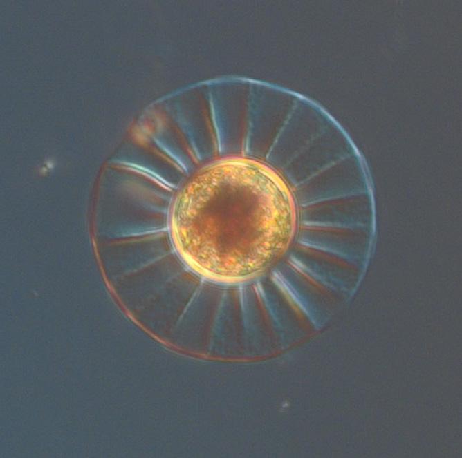 The diatom Planktoniella sol was observed at