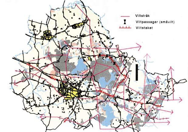 planförutsättningar Vilt Svedala har lämpliga förutsättningar för viltet med dess varierande landskapsförutsättningar, våt- och skogsmarker blandat med åkrar och småbiotoper.