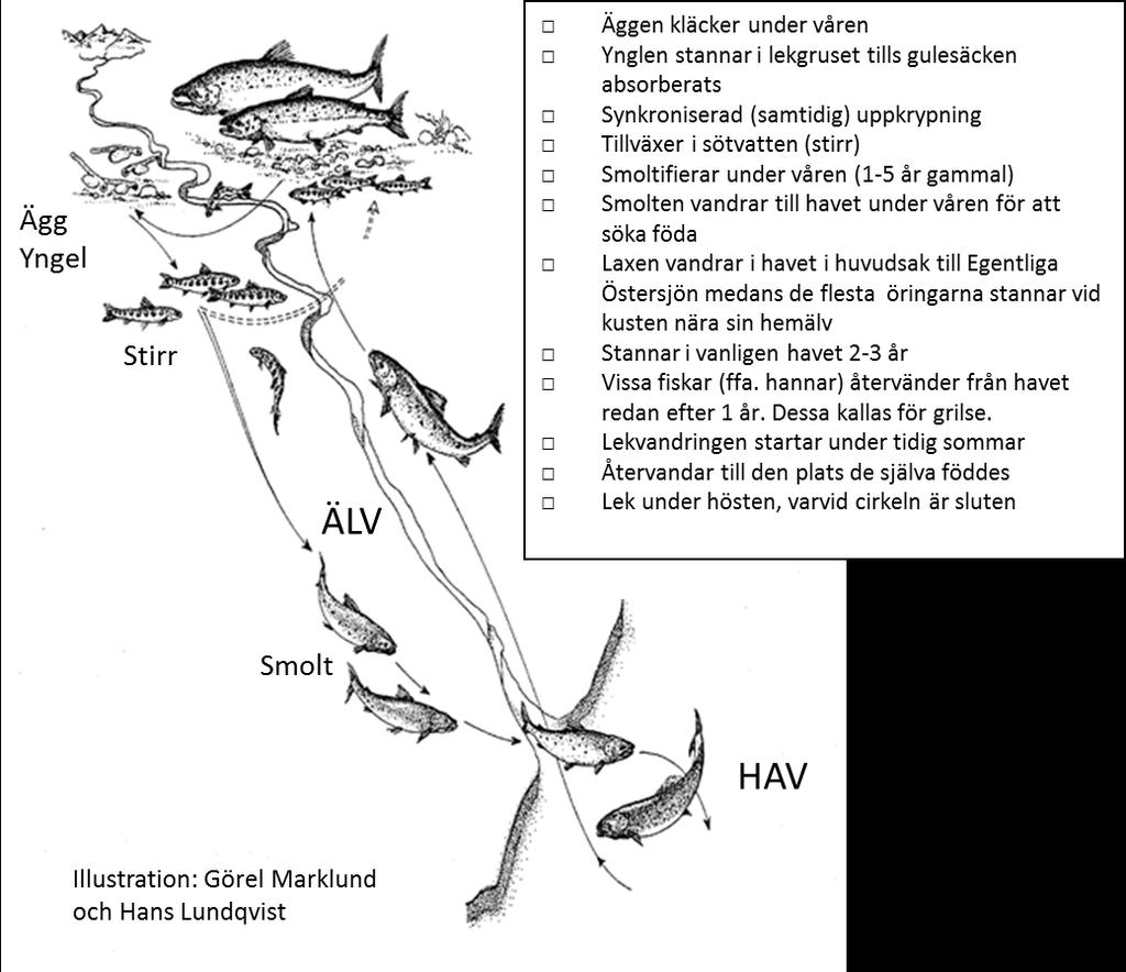 Minimimått: Lax och öring; 50 cm, Harr; 35 cm. Utöver reglerna i FIFS 2004:37 har de tre fiskvårdsområdesföreningarna beslutat om ytterligare regler enligt anslaget i bilaga X.