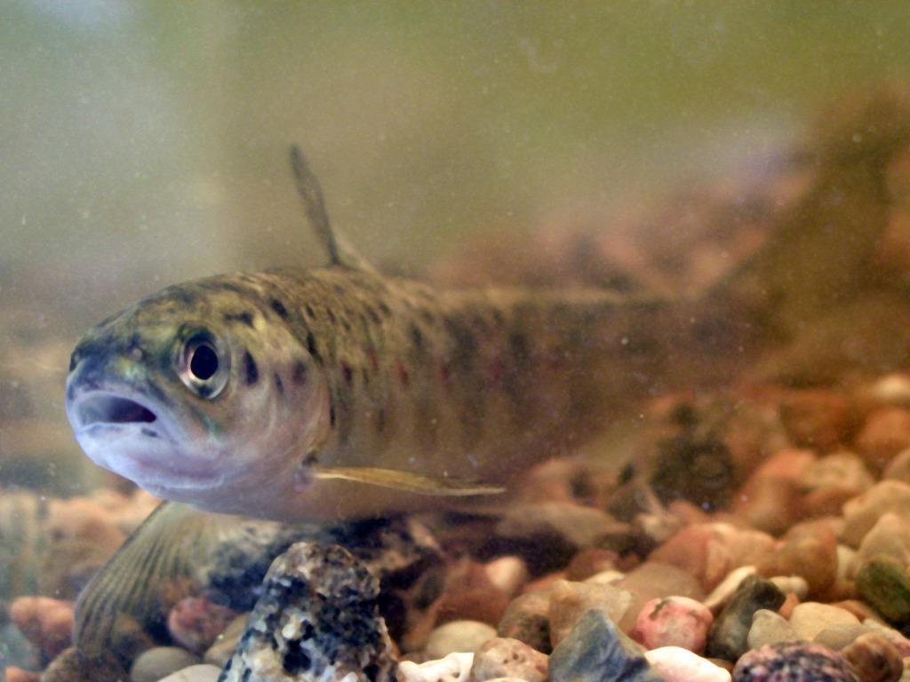 Laxsmolt på väg att lämna älven för att finna föda i havet.