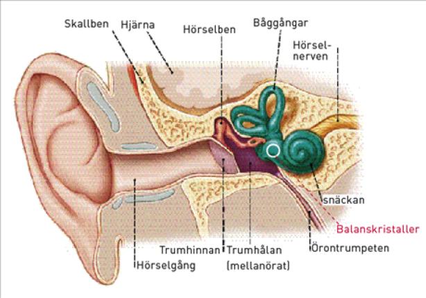 så kallad karusellyrsel. Om du sitter upp kan du även känna dig yr när du lutar huvudet framåt eller bakåt. Yrseln brukar sitta i från några sekunder upp till en halv minut.