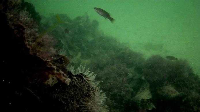 Ålgräset förekom tämligen glest med hög täckningsgrad av fintrådiga lösliggande alger mellan plantorna. 3.3 Dana fjord Den ekologiska statusen i Dana fjord klassificeras som hög.