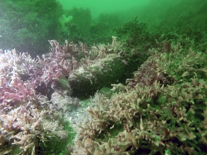 Figur 11. Makroalgsamhället på de yttre stationerna i Dana fjord. På bilden t.v.