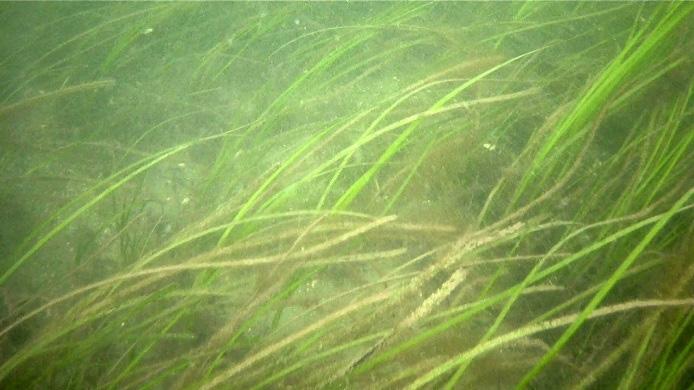 syns skräppetare (Saccharina latissima) med en underliggande vegetation som utgörs av karragenalg