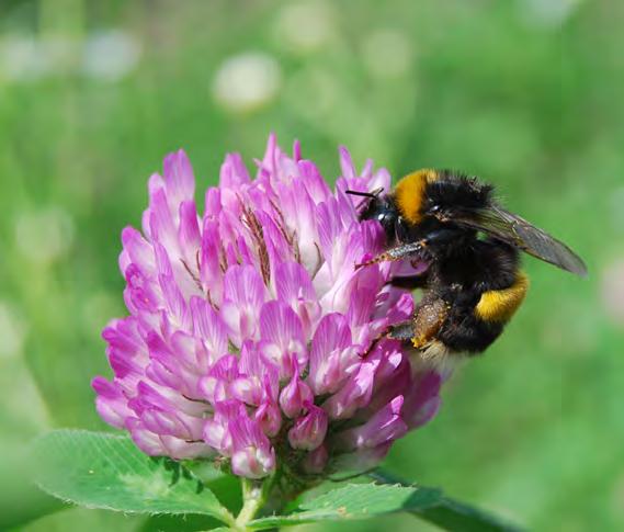 odlas i Skåne: Raps, som här pollineras av