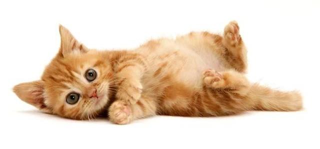 Katten Katten är snäll. Katten heter Sotis. Katten är söt. Den är mjuk.