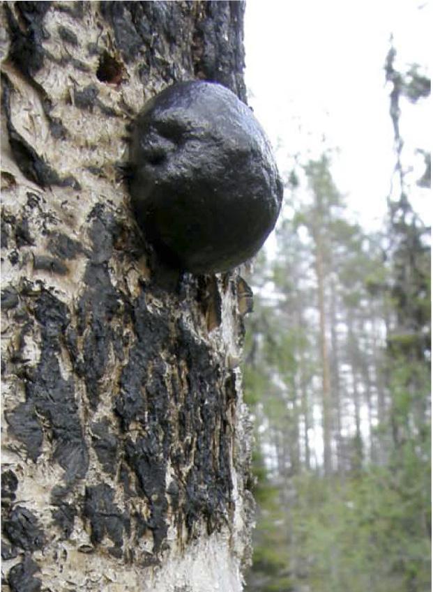 Brandberoende skalbaggar (Coleoptera) och