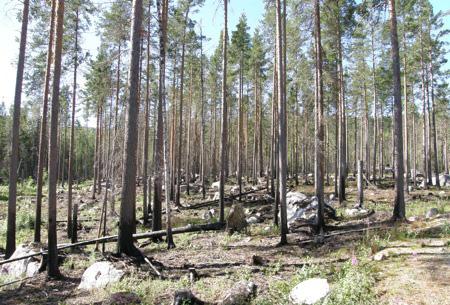 Långsidberget, 52 hektar naturvårdsbränning 2005, Länsstyrelsen Beskrivning Brandfältet är långsmalt och sträcker sig längs sjön Östertjärnens västra strand.