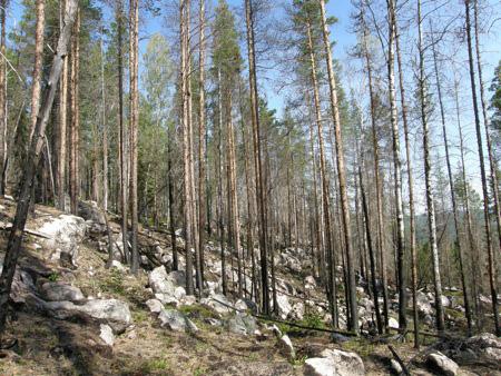 Vitvattnet 1, 50 hektar naturlig skogsbrand 2006, SCA, Bergvik Beskrivning Brandfältet är en talldominerad nordostsluttning och utgör norra delen av en större vildbränna.