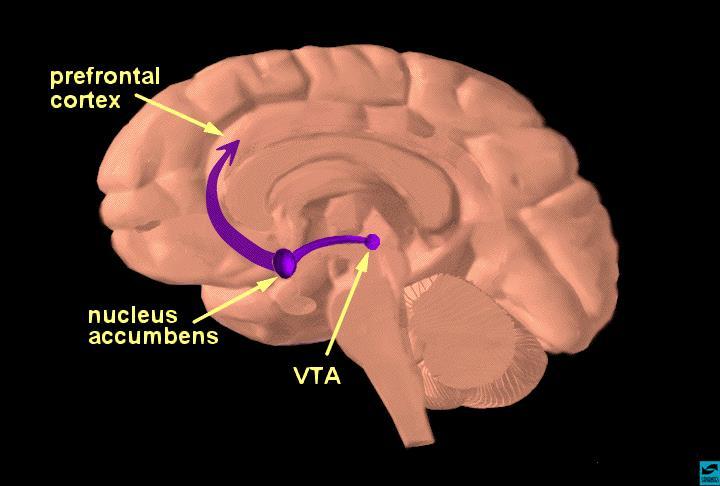 MESOLIMBIC DOPAMINE