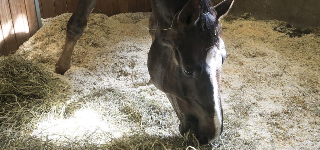 UTBILDNING Foto: Lena Berg Hästvård och hästsjukvård Vår populära kurs i hästvård och hästsjukvård kommer att erbjudas även under höst- och vårterminen 2017 2018 med veterinär Lena Malmgren och