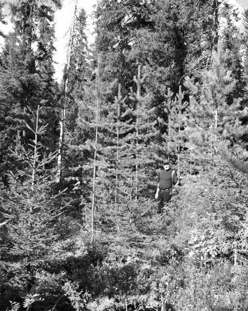 Eftersom grönrisplantering utfördes med gran och tall i två meters förband (för varje trädslag) redan första våren efter gallringen, dvs.