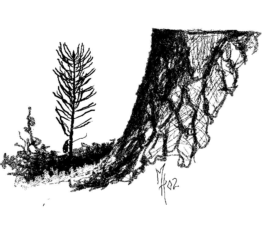 135 Figur 11.23. Tallplantor satta intill stubbar och kullfallna trädstammar visade sig i ett stort försök växa signifikant bättre än andra plantor (Christensen 1994).