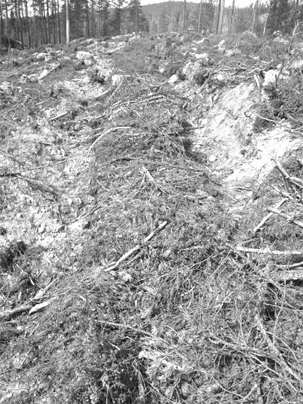 Som framgår nedan dödas den rikliga beståndsföryngring, som vanligtvis finns i slutavverkningsskogen, när trädskiktet tas bort.