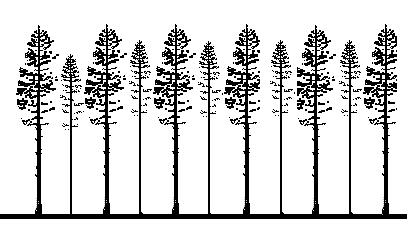 I våra försök, där vi genomfört befriande gallring i naturbestånd som tidigare dimensionshuggits, har vind och snö i huvudsak orsakat skada endast i kanten av kala hyggen (Ekelund 1999).