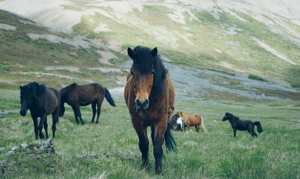 Ridturer Foto : Os car Nils ilsson, son, Unsplas plash Southern Comfort: Hästar och hälsa På denna tur tillbringar vi 3 eller 4 dagar på hästryggen på natursköna ridstigar i varierande terräng.