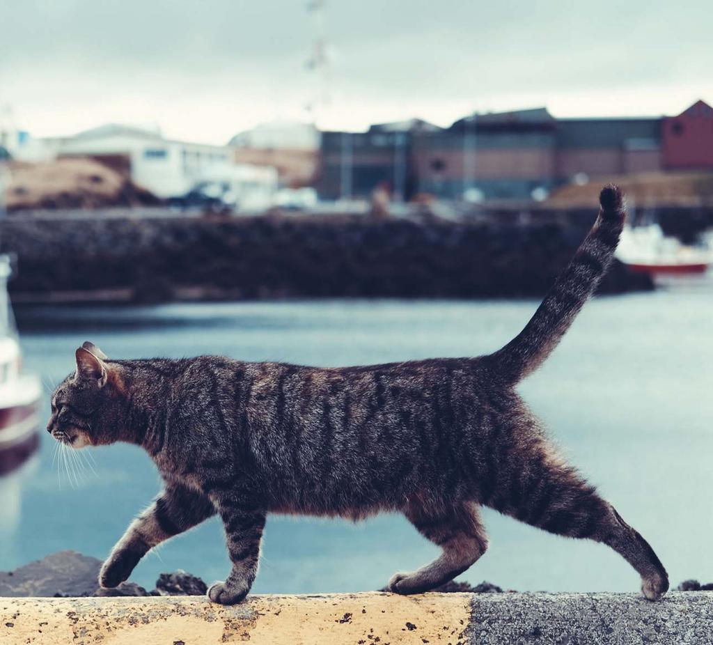 Storstaden Reykjavik Ladda upp och koppla av i Islands huvudstad! Formad av jordens inre krafter, omgiven av naturens rena energi, gör Reykjavik till de starka kontrasternas stad.