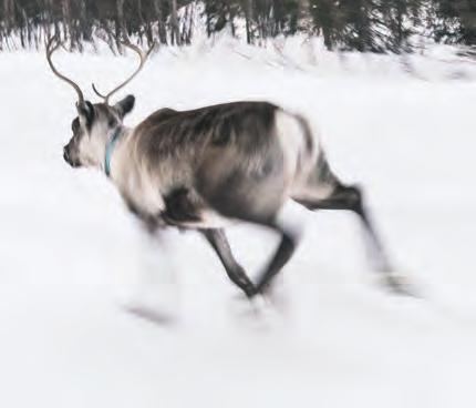 Vinterland för alla! Norrbottens län vilken härlig region med mer än halva året snötäckt! Nu öppnas naturen för oss vinterälskare på skidor, snöskoter eller med hundspann.