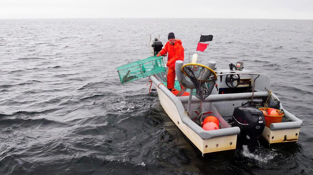 Hur löser vi konflikten mellan säl och kustfiske?