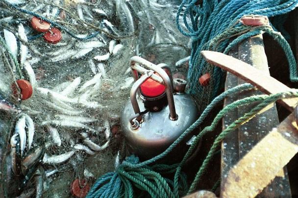 Under hösten bedrivs i detta område ett fiske med garn efter siklöja som kommer in för att leka i fjärden; ett fiske som är extremt utsatt för sälskador.