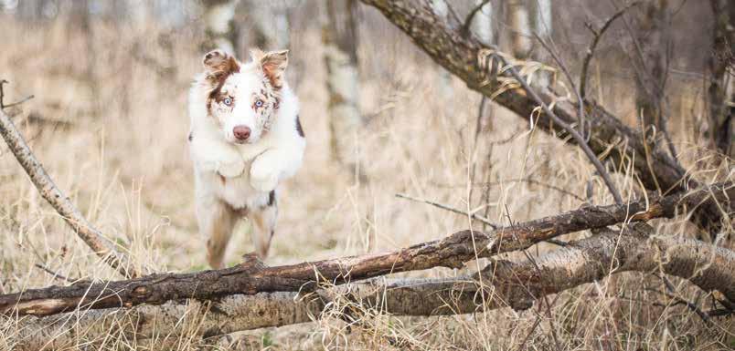 I naturen tillgodoser hunden sitt näringsbehov genom att få i sig hela djur - muskelkött som ger protein och fett, inälvor ger vitaminer och mineraler, ben och brosk innehåller kalcium och fosfor.