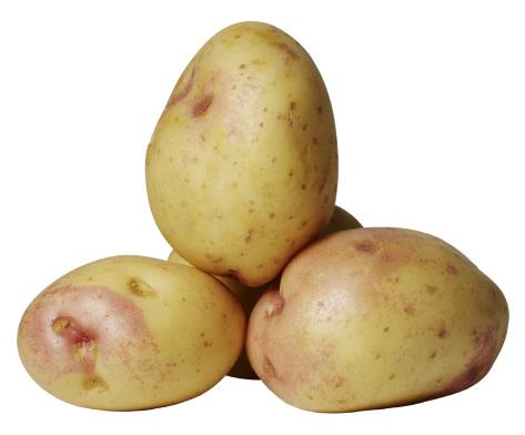 Fontane Fontane är en mjölig potatis som ursprungligen kommer från Nederländerna.