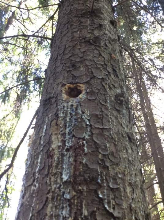 Figur 19. Hål av hackspett i gran med nedsatt vitalitet. Blandskog Objekt 4.