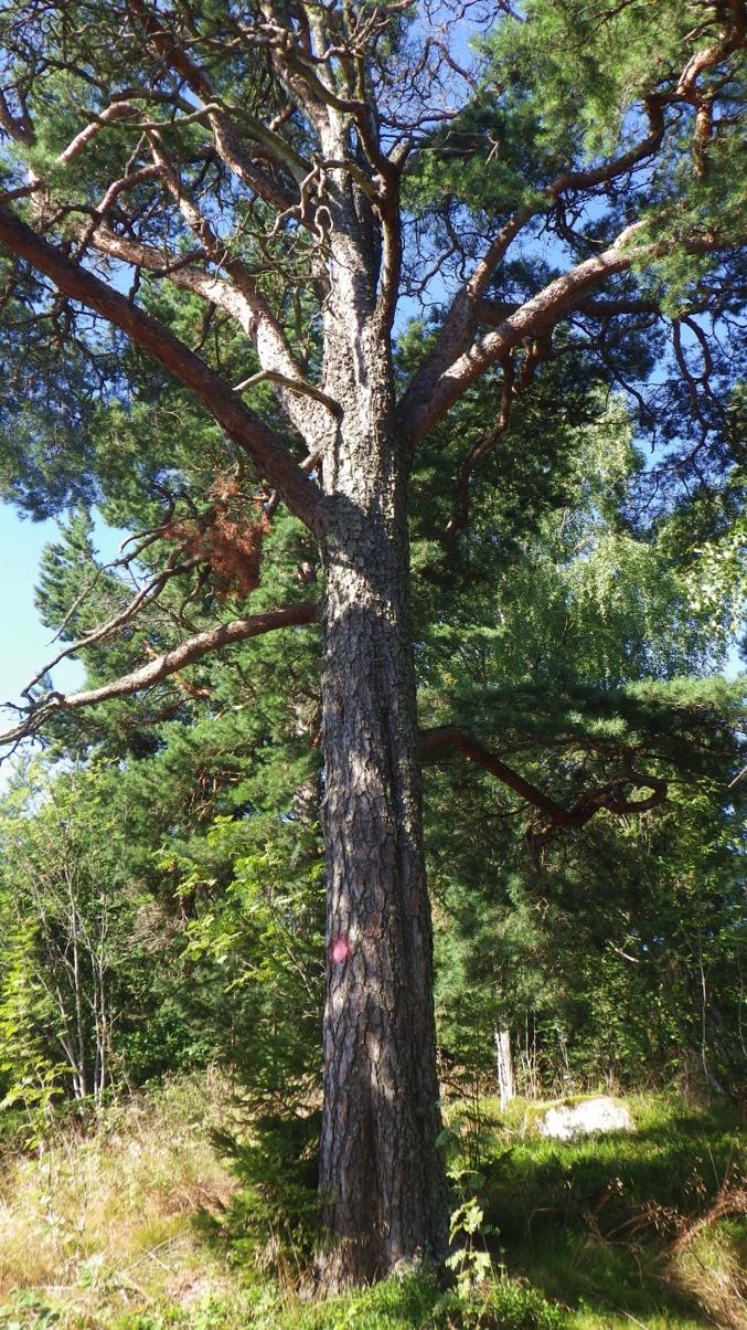 Naturvärdesklass: 3. Det är ett påtagligt artvärde för att det finns många askar i objektet och ett visst biotopvärde. 3. Hällmarkstallskog Objektet består av en ganska öppen tallskog på häll som övergår till mer kala klippor mot vattnet och mer barrskog in mot skogen.