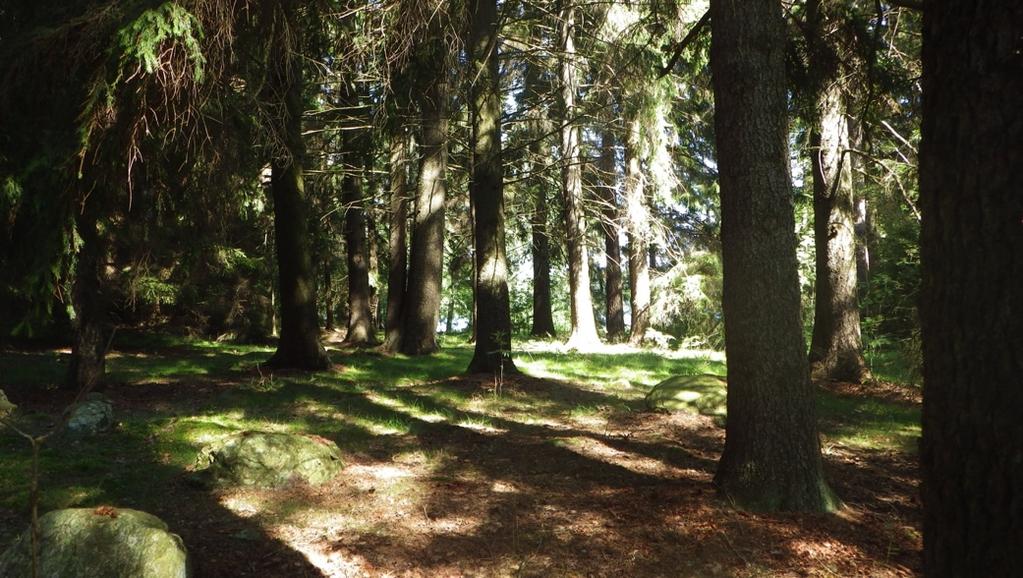 Figur 5. Foto på den öppna barrblandskogen som ligger nära campingen 5.