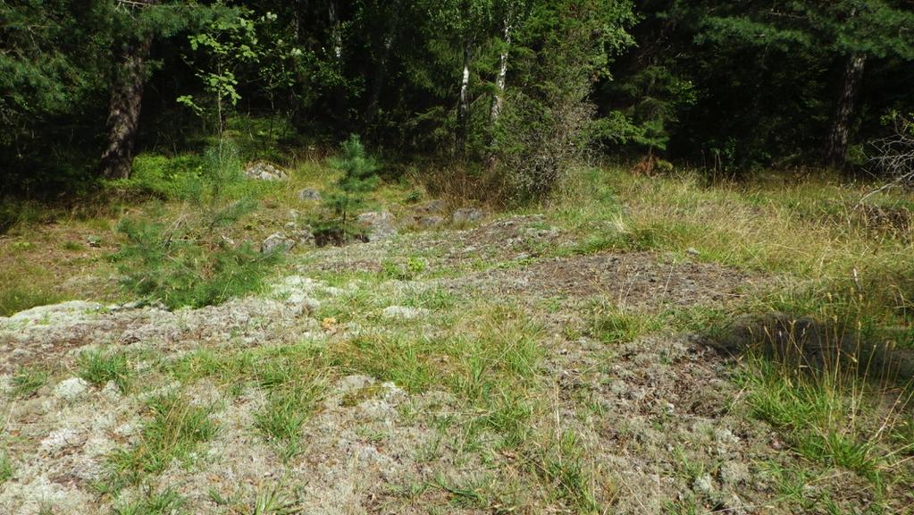 Natura 2000. På hällarna finns det typiska arter som renlavar, mossor och navellavar.