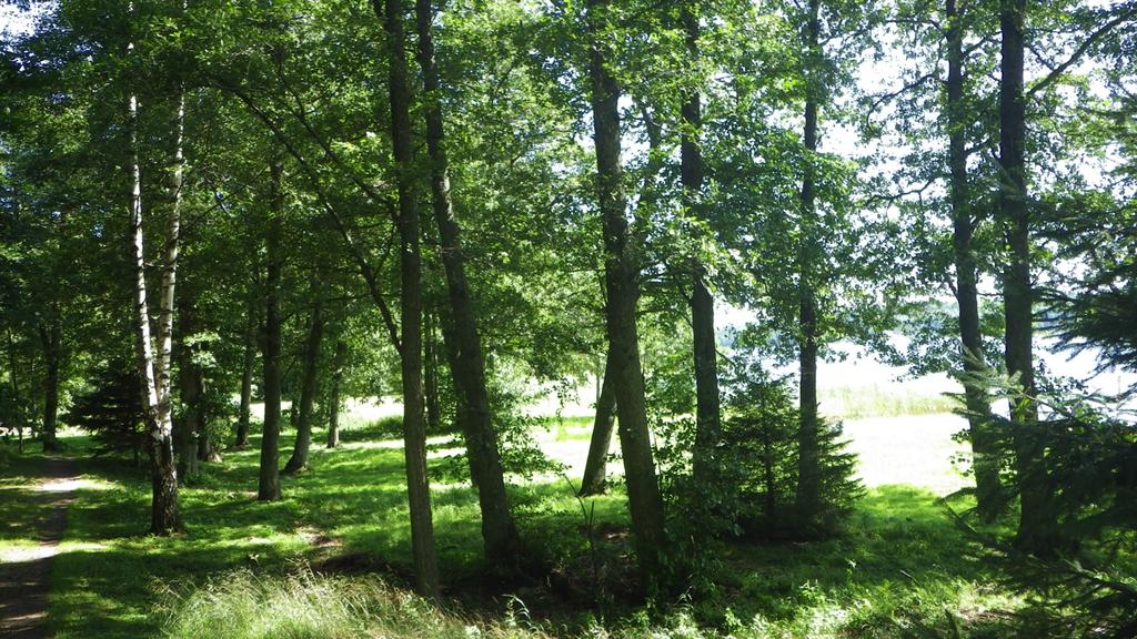 Naturvärdesklass: 4. Skogen ett visst biotopvärde för att träden börjar bli äldre och att det är en strandskog. Figur 7.