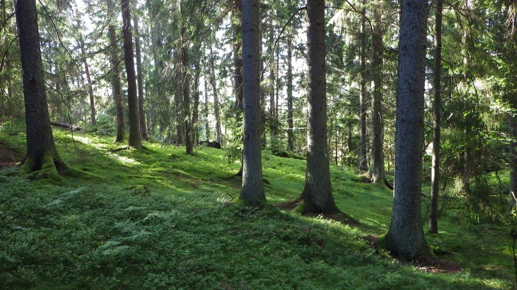 11. Barrblandskog Objektet är en grandominerad barrblandskog som redan är klassad nyckelbiotop enligt Skogsstyrelsen inventering från 2001.