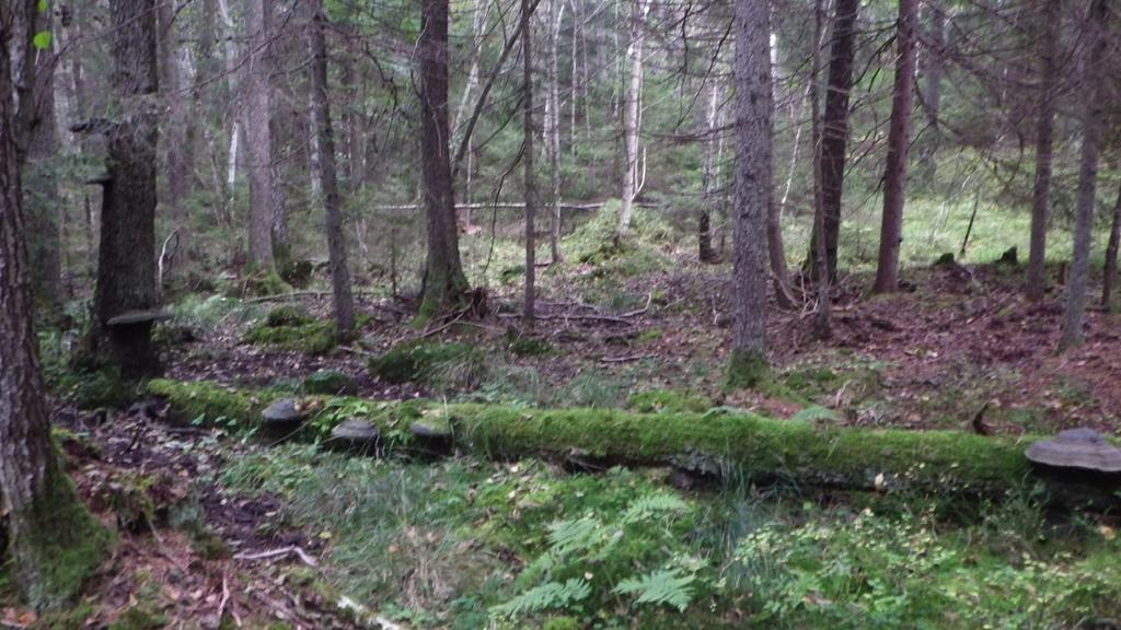 Figur 12. Foto på en av klibbalsumpskogarna som ligger i mitten av reservatet i barrblandskogen. 15.