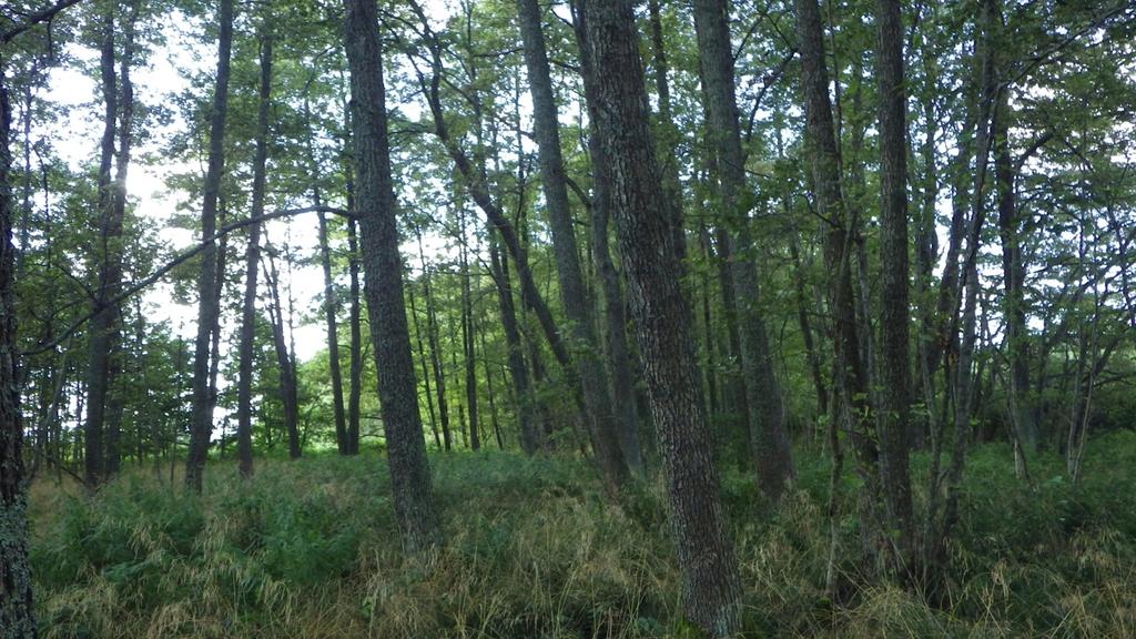 Figur 16. Foto på en klibbalstrandskog som ligger i de södra delarna av reservatet. 20.